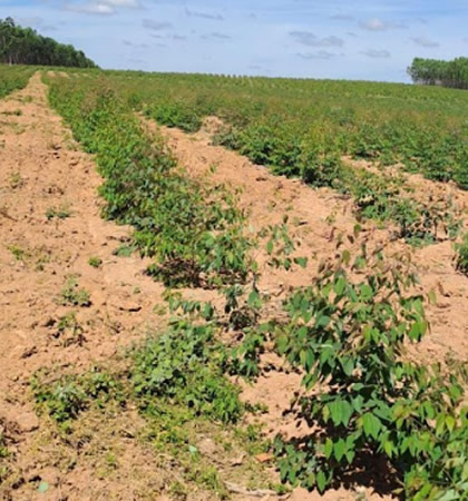 Escolha das espécies ideais