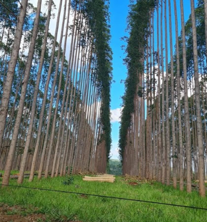 Condução das florestas