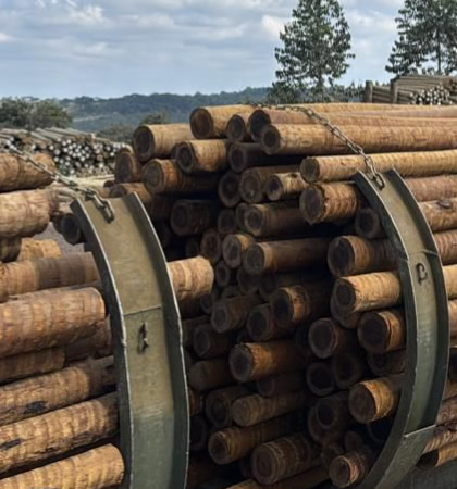 Tratamento em autoclave e expedição